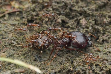 Carebara diversa — worker photo 3