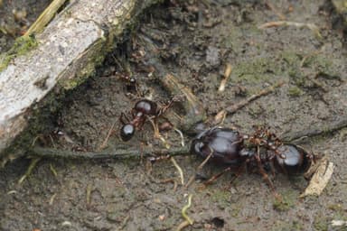 Carebara diversa — worker photo 4