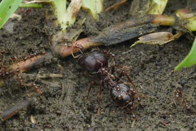 Carebara diversa — worker photo 5