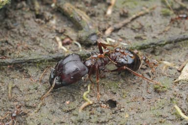 Carebara diversa — worker photo 6
