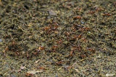 Carebara diversa — worker photo 9