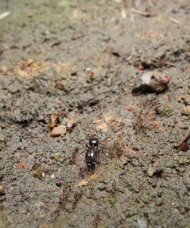 Carebara diversa — worker photo 10