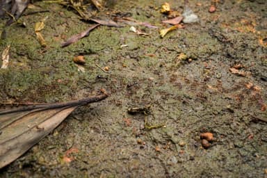 Carebara diversa — worker photo 11