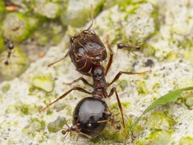 Carebara diversa photo 13