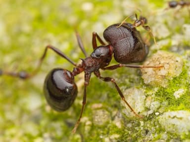 Carebara diversa photo 14