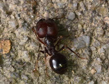 Carebara diversa photo 15