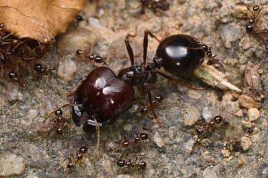 Carebara diversa photo 16