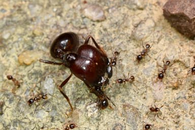 Carebara diversa photo 17
