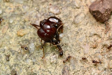 Carebara diversa photo 18