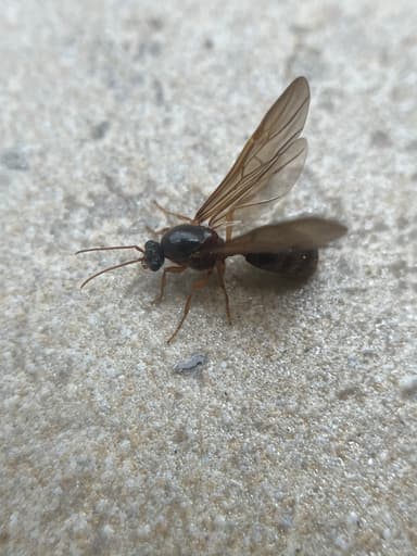 Carebara diversa photo 19