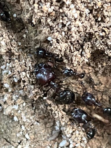 Carebara diversa photo 20