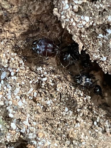 Carebara diversa photo 21