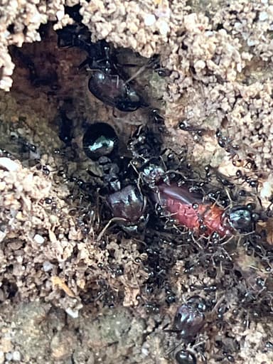 Carebara diversa photo 22
