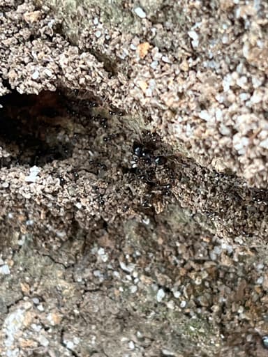 Carebara diversa photo 23