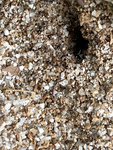 Carebara diversa photo 24