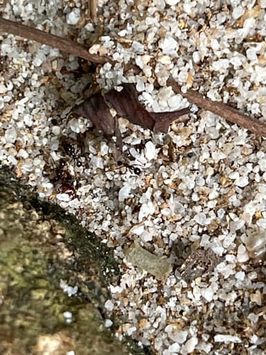 Carebara diversa photo 25
