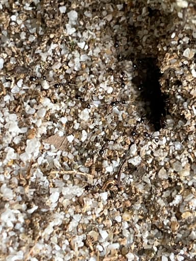Carebara diversa photo 26