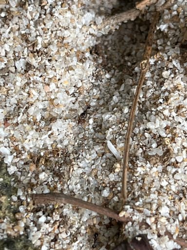 Carebara diversa photo 27