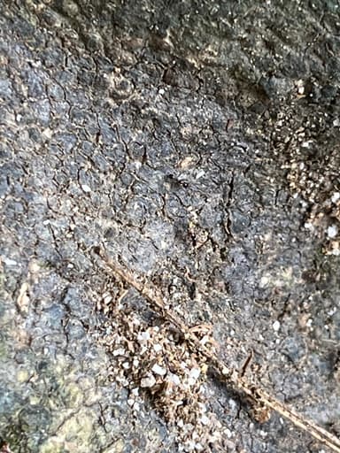 Carebara diversa photo 28