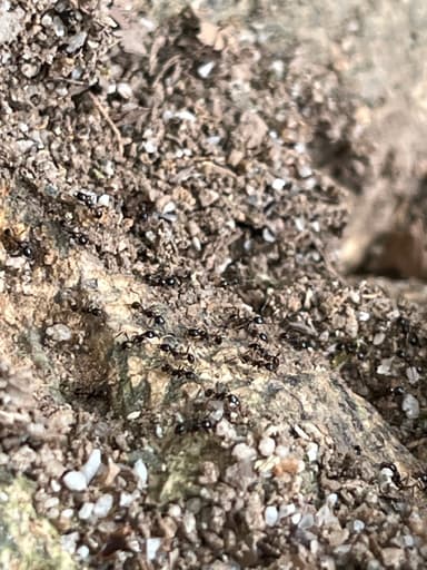 Carebara diversa photo 29