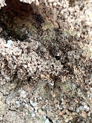 Carebara diversa photo 30