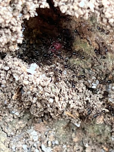 Carebara diversa photo 31
