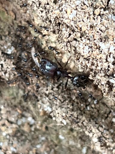 Carebara diversa photo 32
