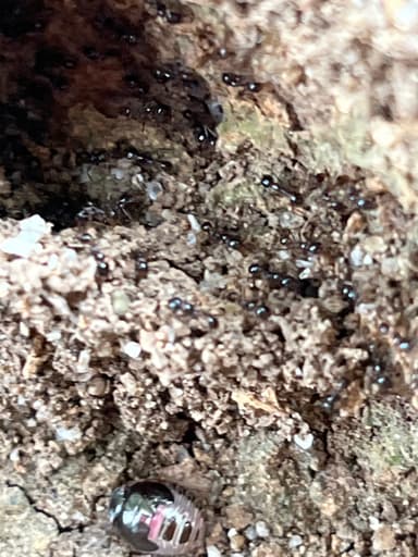 Carebara diversa photo 33
