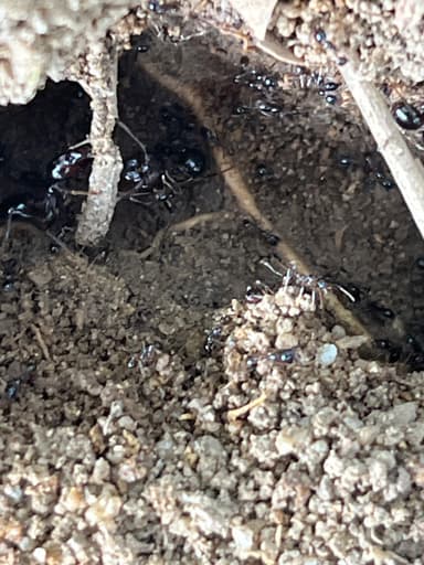 Carebara diversa photo 34