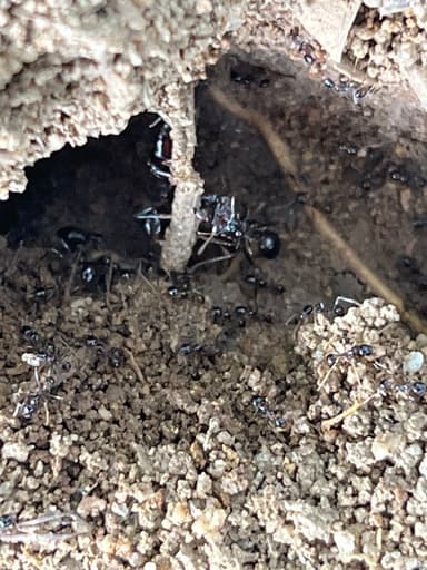 Carebara diversa photo 35
