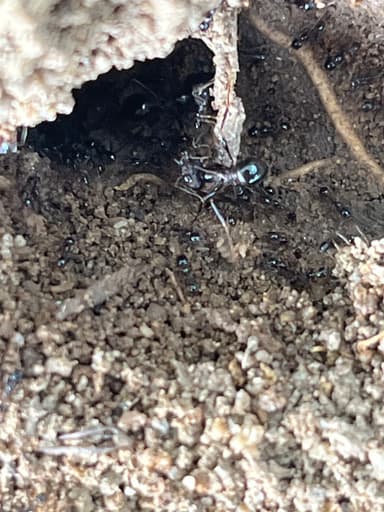 Carebara diversa photo 36
