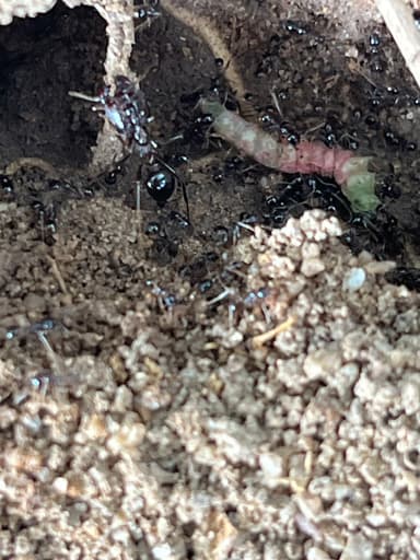 Carebara diversa photo 37