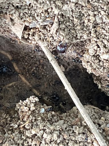 Carebara diversa photo 38