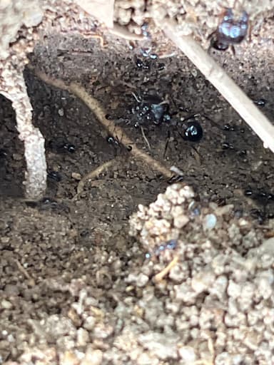 Carebara diversa photo 39