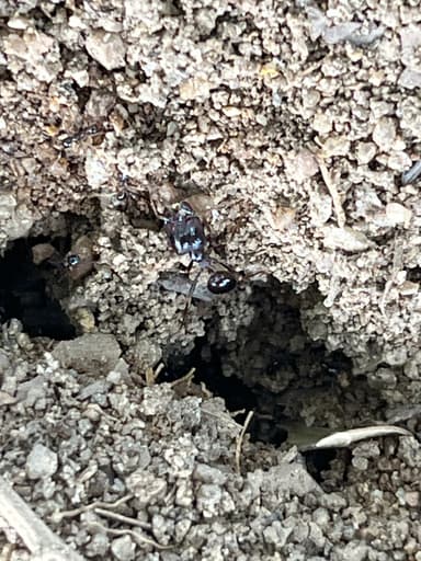 Carebara diversa photo 41