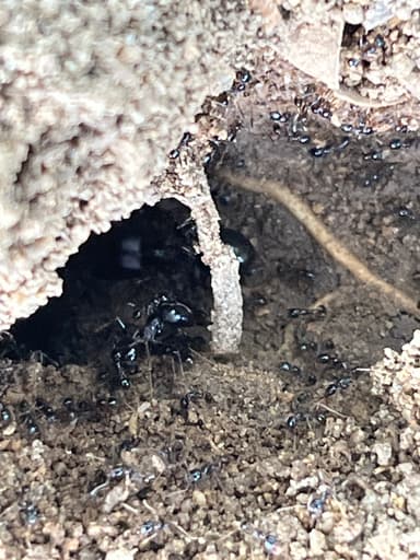 Carebara diversa photo 42