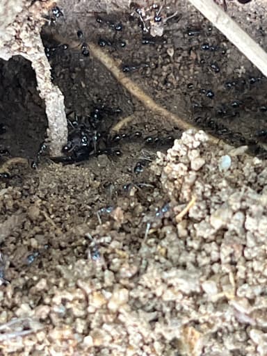 Carebara diversa photo 44