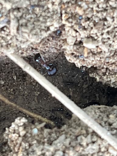 Carebara diversa photo 47