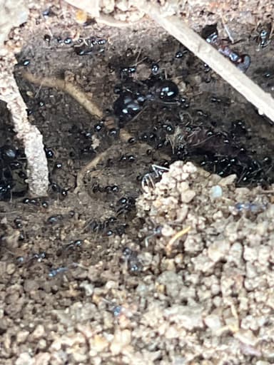 Carebara diversa photo 48