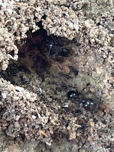 Carebara diversa photo 49