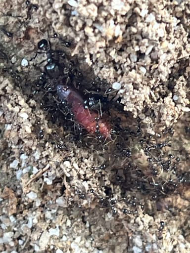Carebara diversa photo 51