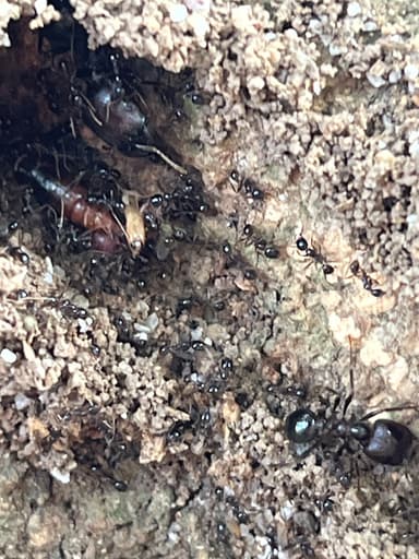 Carebara diversa photo 52
