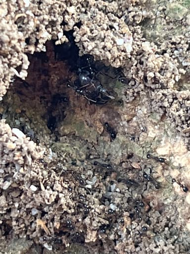 Carebara diversa photo 53