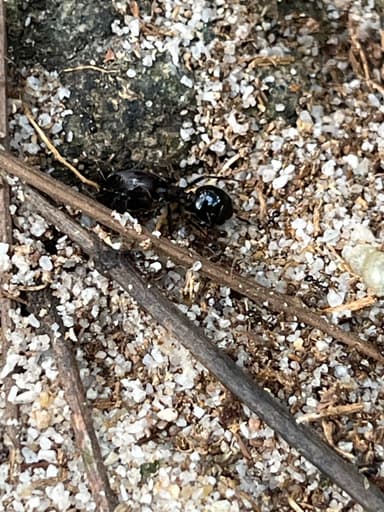 Carebara diversa photo 54
