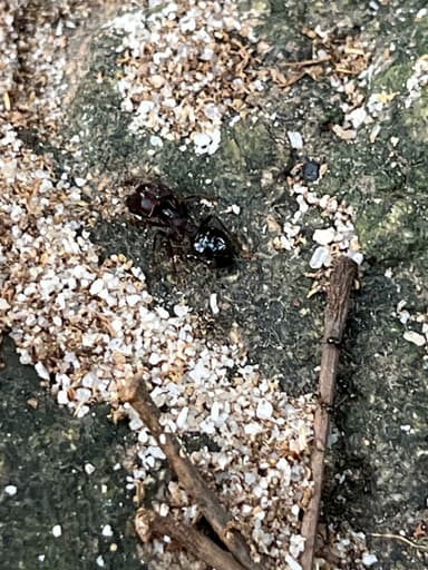 Carebara diversa photo 55