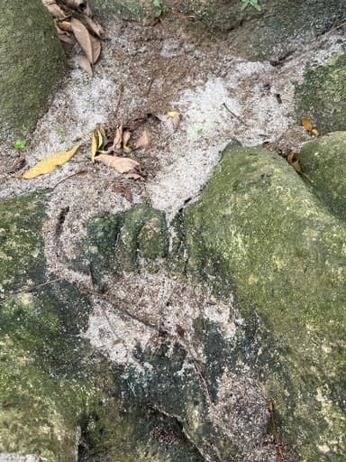 Carebara diversa photo 56