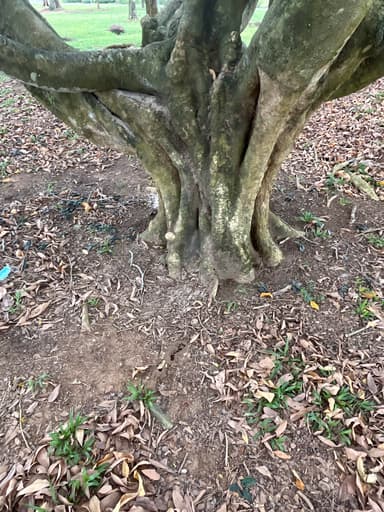 Carebara diversa photo 57