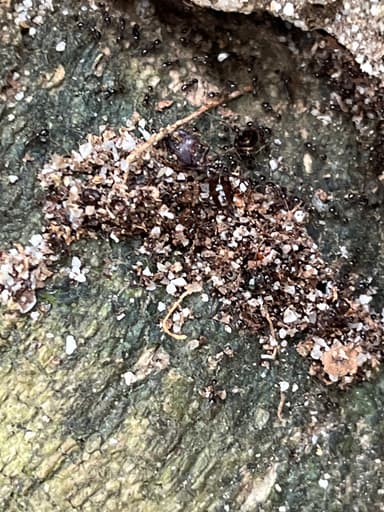 Carebara diversa photo 59