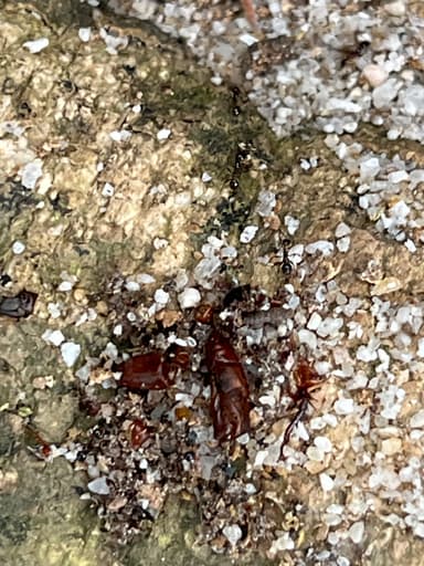 Carebara diversa photo 61