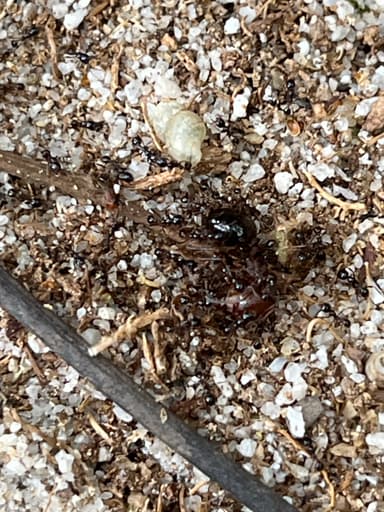 Carebara diversa photo 62